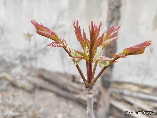 芦苇笋可以吃吗(16种不同的野菜附带图片和吃法)
