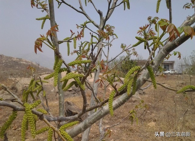 芦苇笋可以吃吗(16种不同的野菜附带图片和吃法)