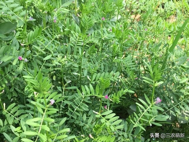芦苇笋可以吃吗(16种不同的野菜附带图片和吃法)
