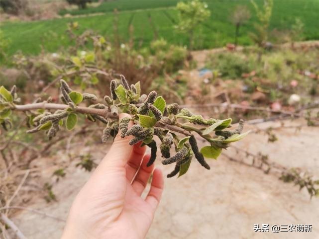 芦苇笋可以吃吗(16种不同的野菜附带图片和吃法)