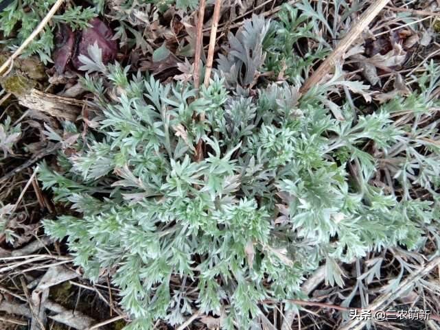 芦苇笋可以吃吗(16种不同的野菜附带图片和吃法)