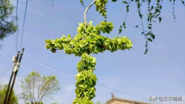 芦苇笋可以吃吗(16种不同的野菜附带图片和吃法)