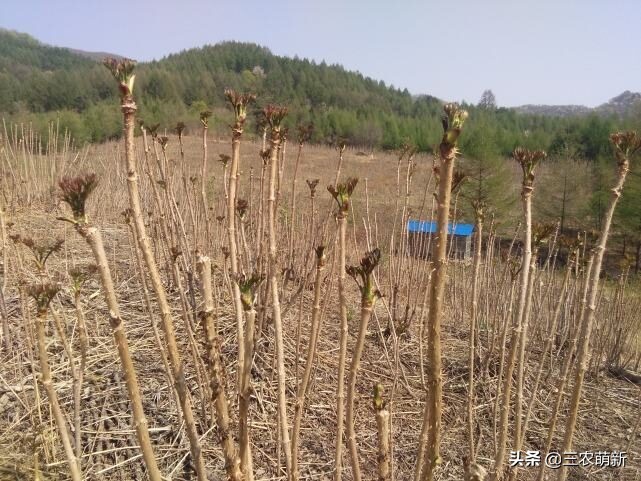 芦苇笋可以吃吗(16种不同的野菜附带图片和吃法)