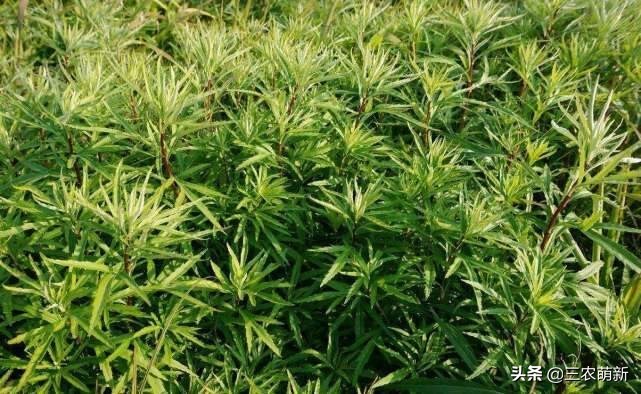 芦苇笋可以吃吗(16种不同的野菜附带图片和吃法)