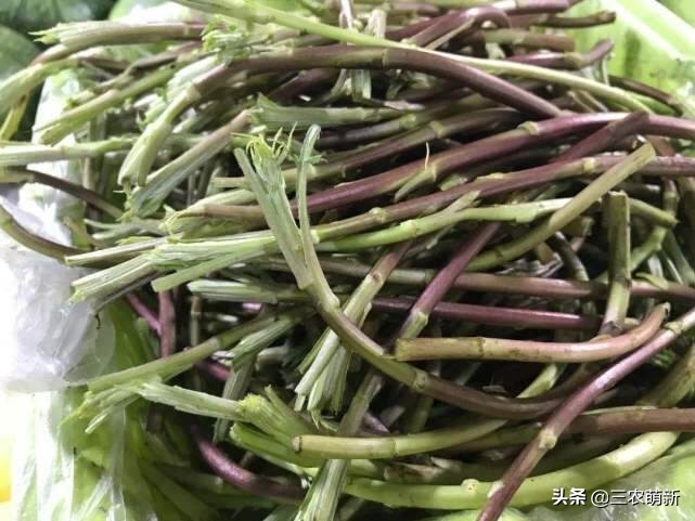 芦苇笋可以吃吗(16种不同的野菜附带图片和吃法)