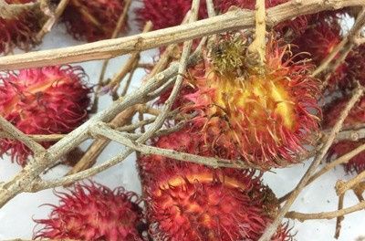 红毛丹可以泡盐水,红毛丹的保存方法图5