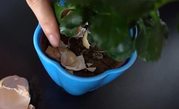 鸡蛋壳有什么用处,鸡蛋壳有什么用处图5