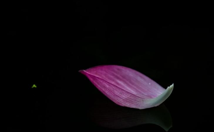 佛家一花一世界一叶是怎么说