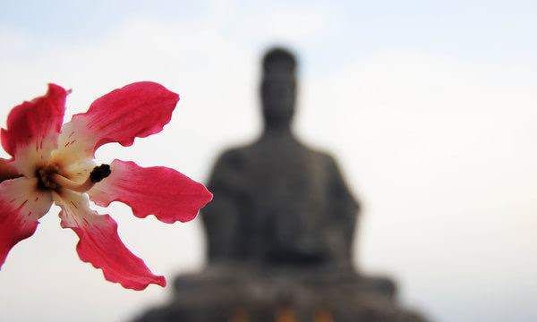 一花一世界 一叶一菩提,一花一世界一叶一菩提爱情寓意是什么意思图1