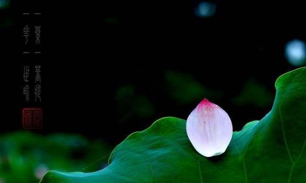 一花一世界 一叶一菩提,一花一世界一叶一菩提爱情寓意是什么意思图3