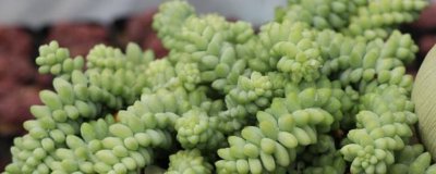 ​多肉玉坠怎样繁殖快速发芽