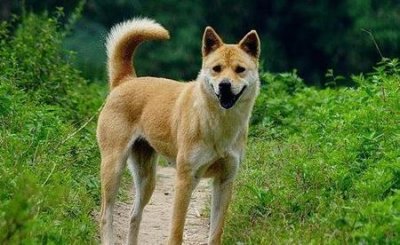 ​为什么土狗不能当宠物养(土狗和宠物狗)