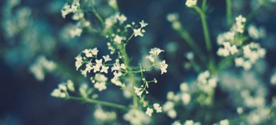 ​买回来满天星如何播种（图）