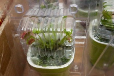 ​捕蝇草有什么作用