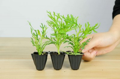 ​玛格丽特如何换盆