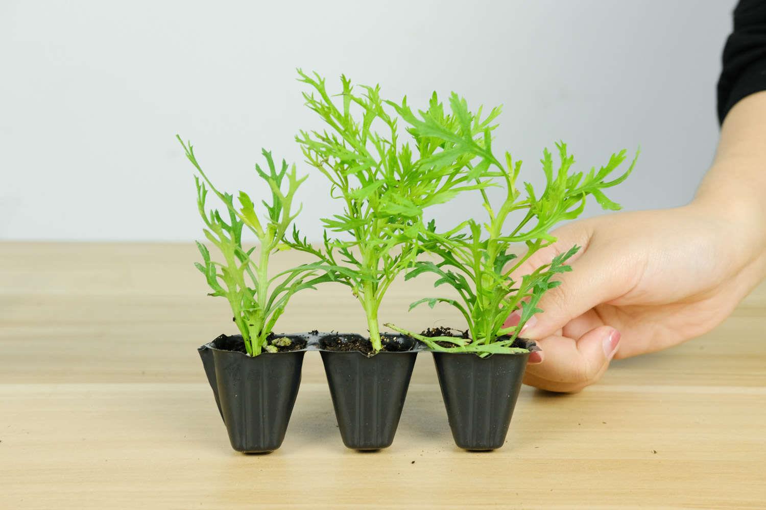 玛格丽特 玛格丽特