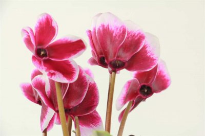 ​仙客来的繁殖方法