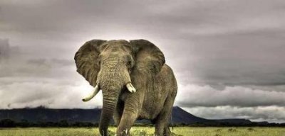 ​二十万只麻雀围攻一只大象