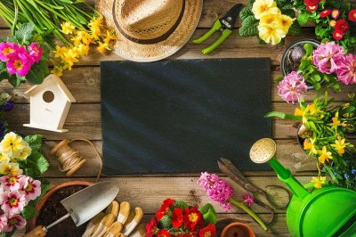 ​长春花与凤仙花的区别