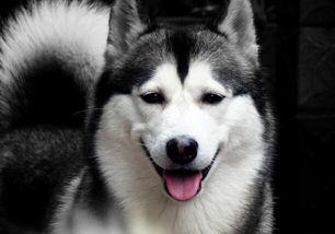 二哈为什么一直发抖（二哈为什么不会狗叫）(3)