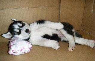 二哈为什么一直发抖（二哈为什么不会狗叫）(4)