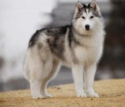 二哈为什么一直发抖（二哈为什么不会狗叫）(1)