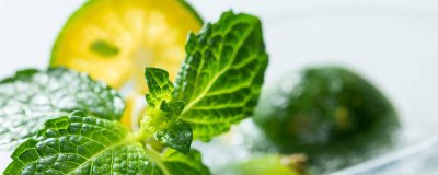 ​薄荷要多晒太阳还是少晒太阳 薄荷需要暴晒吗