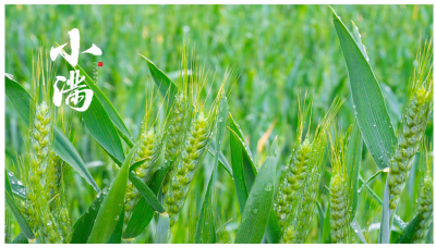 ​2025年小满是几月几号 2025年小满是哪一天