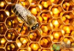 蜂胶有激素吗?蜂胶吃多了会怎样? 蜂胶有激素吗?蜂胶吃多了会怎样?