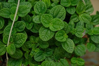 ​吸毒草怎么繁殖