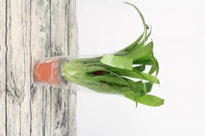 ​鸿运当头的花语和寓意，送人有什么禁忌