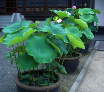 ​水缸种莲藕怎么种哪头朝上？水缸种莲藕怎么种多久换水