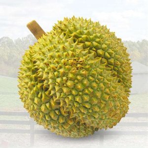 ​甲仑榴莲的特点是什么（甲仑榴莲简单介绍怎样辨别生熟）