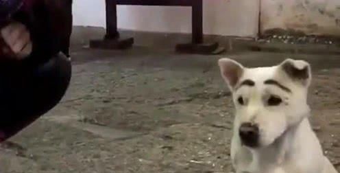 头头是道打一个动物生肖