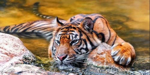 欲钱买头头是道的动物是什么生肖