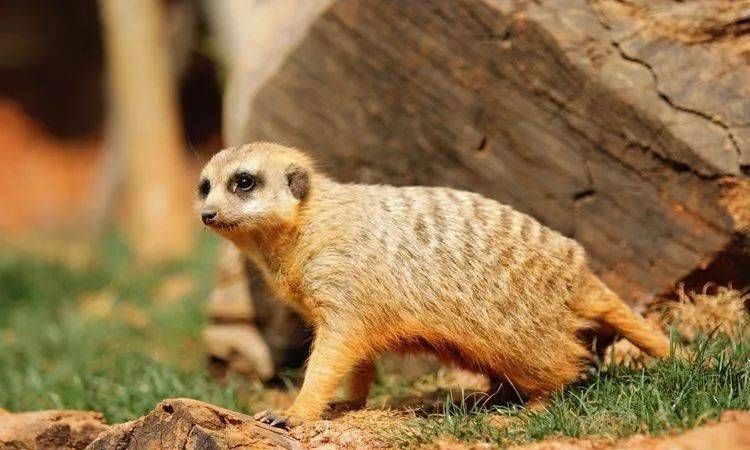 头头是道指的是什么动物