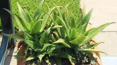 ​芦荟能放在太阳下暴晒吗