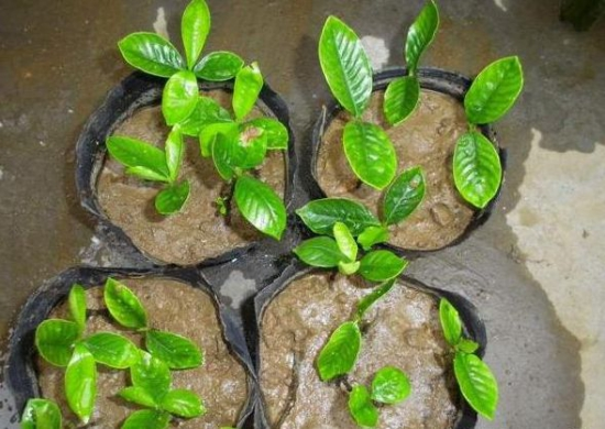 栀子花怎么扦插(栀子花扦插方法及图片讲解)