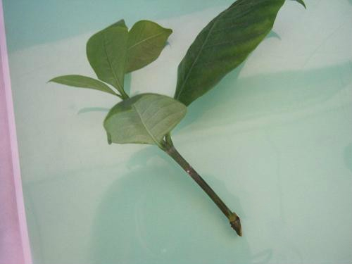 栀子花怎么扦插(栀子花扦插方法及图片讲解)