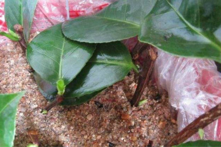 栀子花怎么扦插(栀子花扦插方法及图片讲解)