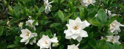 ​栀子花怎么扦插（栀子花扦插方法及图片讲解）