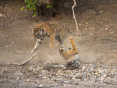 ​母老虎发威！印雌虎大摆威仪与雄虎展开激烈领地之争