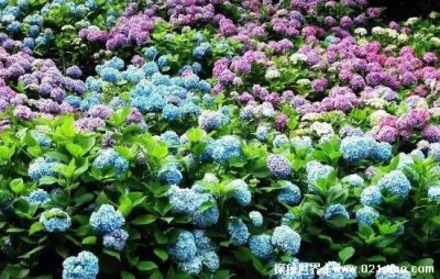 ​绣球花不吉利吗？ 绣球花是十分吉祥的花