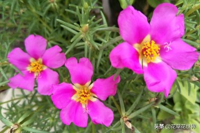 ​太阳花的寓意和花语（太阳花的花语是什么？）