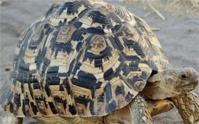 ​世界上速度最快的乌龟 六分钟爬完100m（快速乌龟）