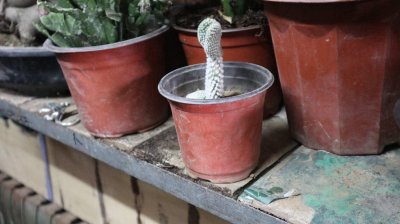 ​仙人掌类植物可以闷养吗