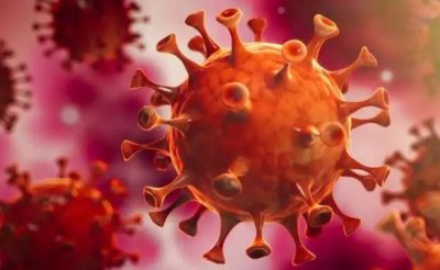 ​海外科学家称华南海鲜市场中的貉或是新冠病毒中间宿主 中方回应？