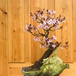 ​梅花嫁接时间和方法，梅花嫁接用什么砧木