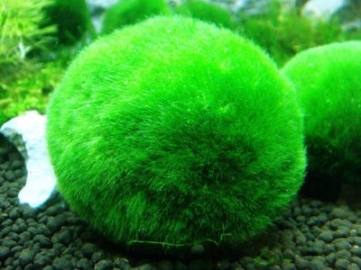 ​海藻球是什么东西 ，怕冷不怕热，是真的吗？