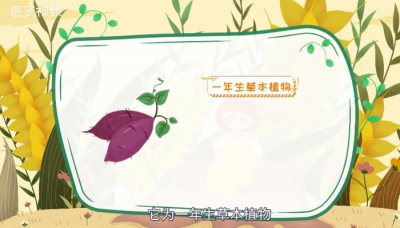 ​山芋是什么